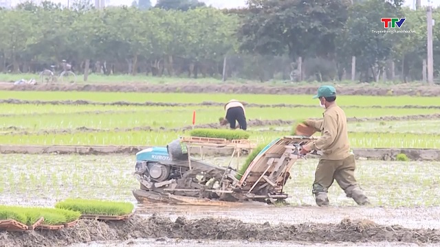 Tập trung gieo cấy, bảo vệ sản xuất vụ xuân 2025- Ảnh 1.