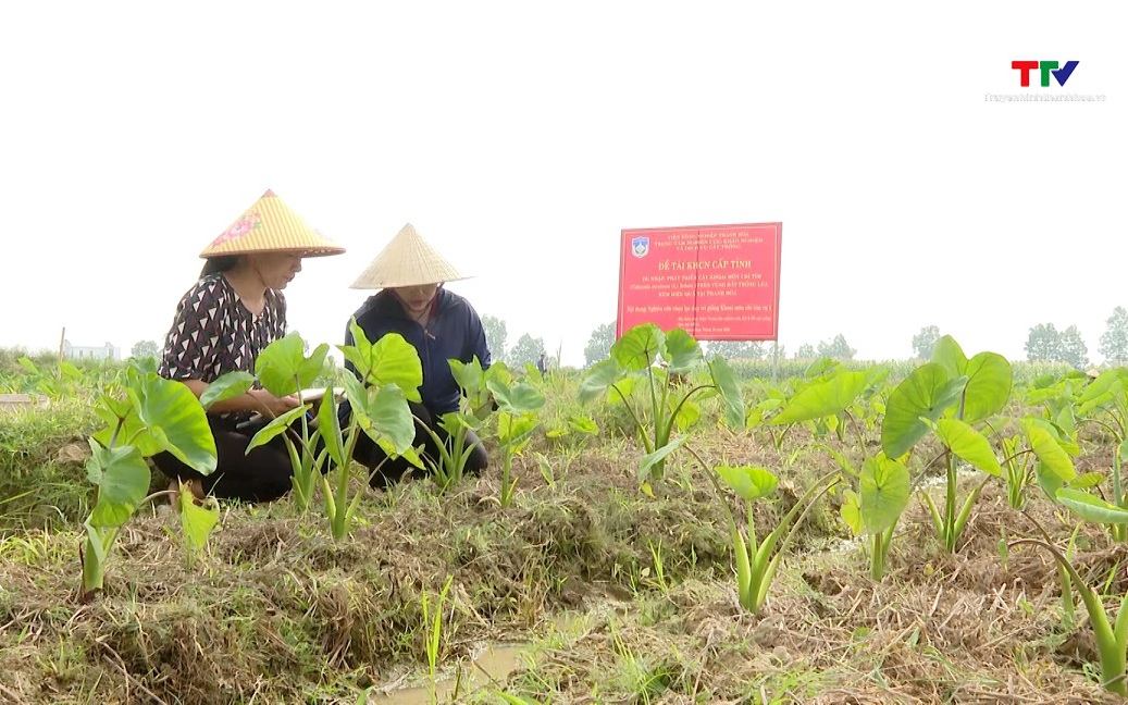 Viện Nông nghiệp Thanh Hóa ứng dụng công nghệ sinh học trong phát triển giống cây trồng chủ lực - Ảnh 1.