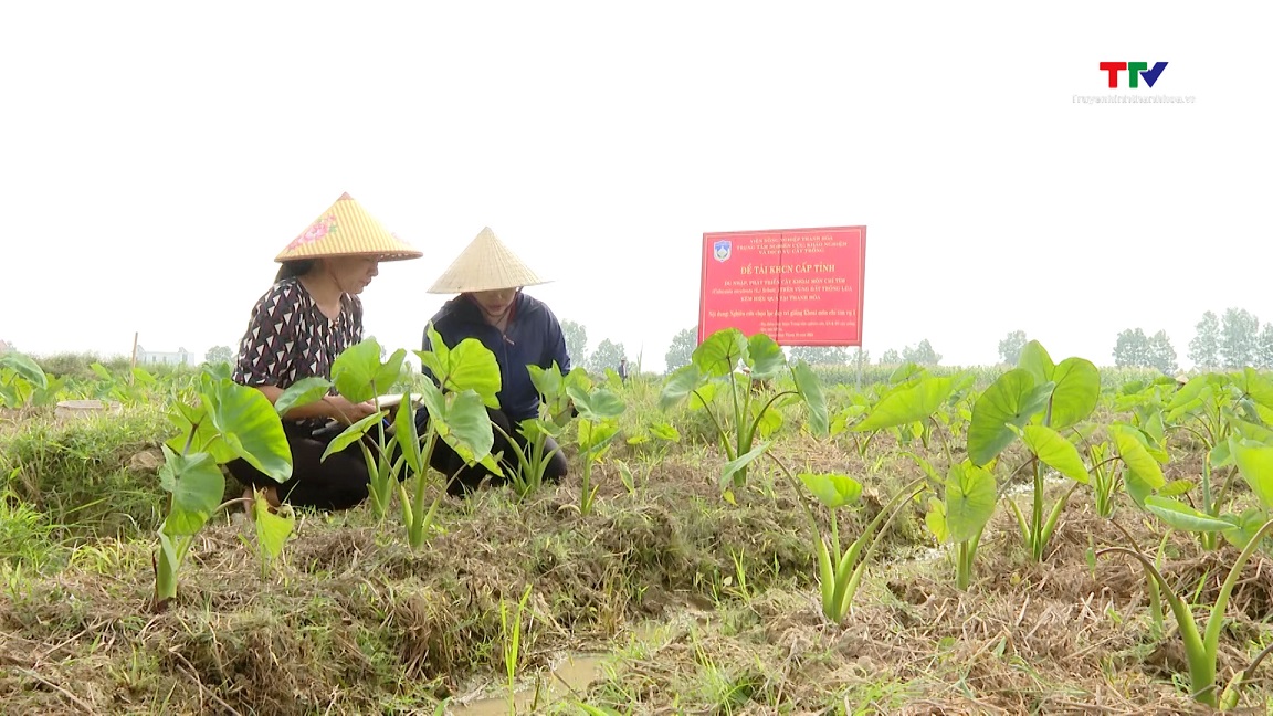 Viện Nông nghiệp Thanh Hóa nâng cao chất lượng các nhiệm vụ khoa học công nghệ- Ảnh 3.