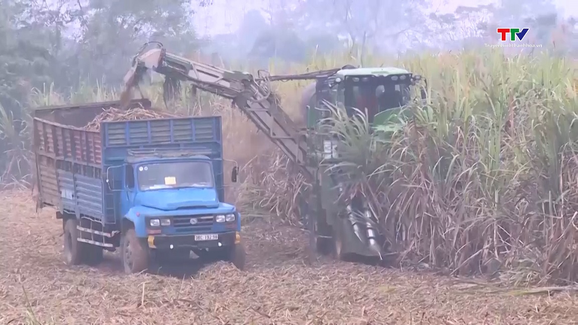 Tăng giá trị sản xuất ngành mía đường Thanh Hóa- Ảnh 2.