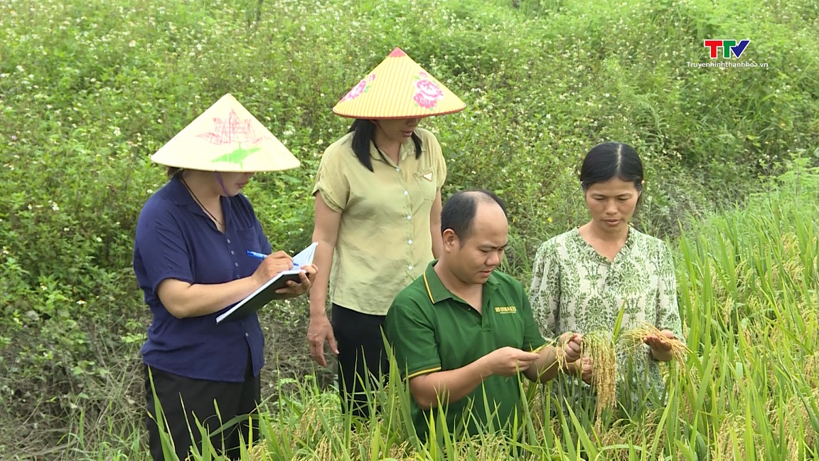 Hiệu quả nghiên cứu, khảo nghiệm giống cây trồng mới phục vụ sản xuất- Ảnh 3.