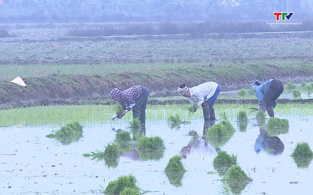 Thiệu Hóa phấn đấu gieo cấy 7.950 ha lúa chiêm xuân 