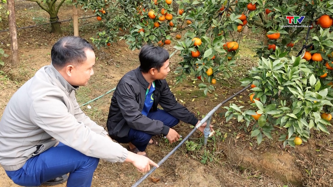 Ứng dụng khoa học kỹ thuật trong trồng cây ăn quả- Ảnh 1.