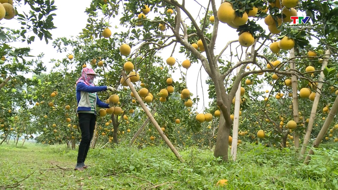 Ứng dụng khoa học kỹ thuật trong trồng cây ăn quả- Ảnh 8.