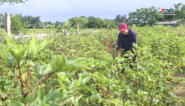 Nông dân Thanh Hóa thi đua sản xuất kinh doanh giỏi- Ảnh 4.