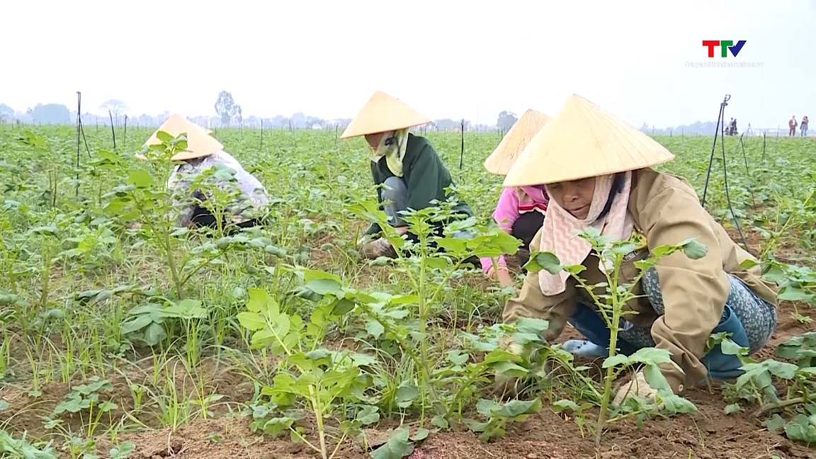 Thanh Hóa mở rộng liên kết sản xuất cây khoai tây vụ Đông xuân- Ảnh 5.