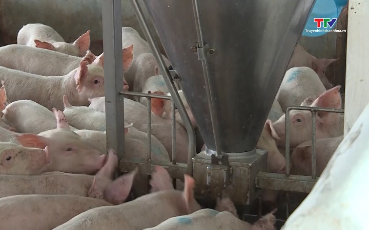 Hiệu quả mô hình chăn nuôi gà đồi theo hướng an toàn sinh học- Ảnh 1. Khôi phục, tái đàn chăn nuôi đảm bảo nguồn cung thực phẩm cuối năm