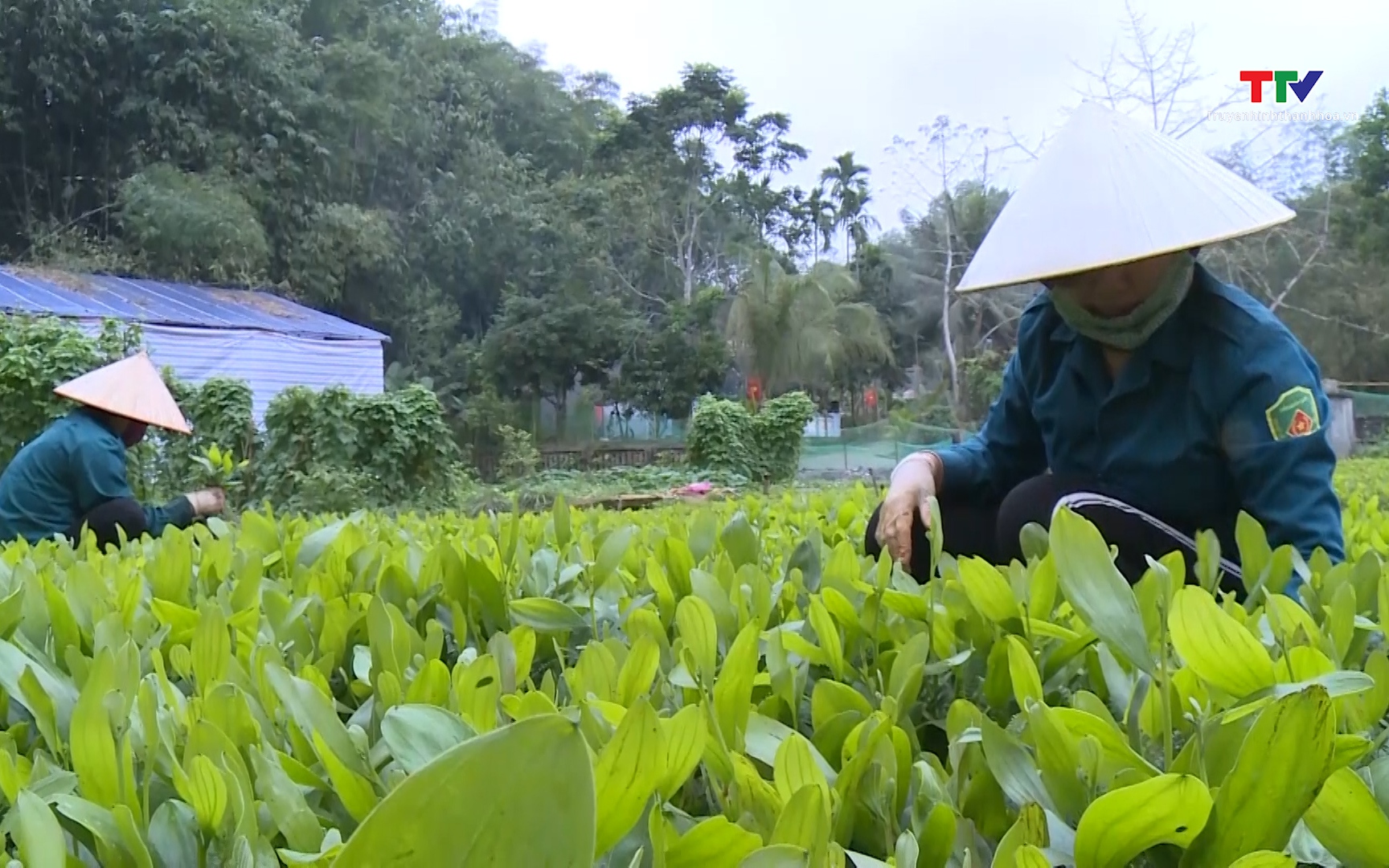Dịch vụ môi trường rừng tạo động lực để người dân bảo vệ và phát triển rừng- Ảnh 1. Thanh Hóa trồng mới và trồng lại sau khai thác hơn 7.500 ha rừng