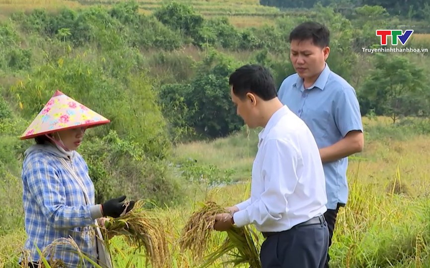 Xã Quang Chiểu tập trung thu hoạch lúa vụ mùa