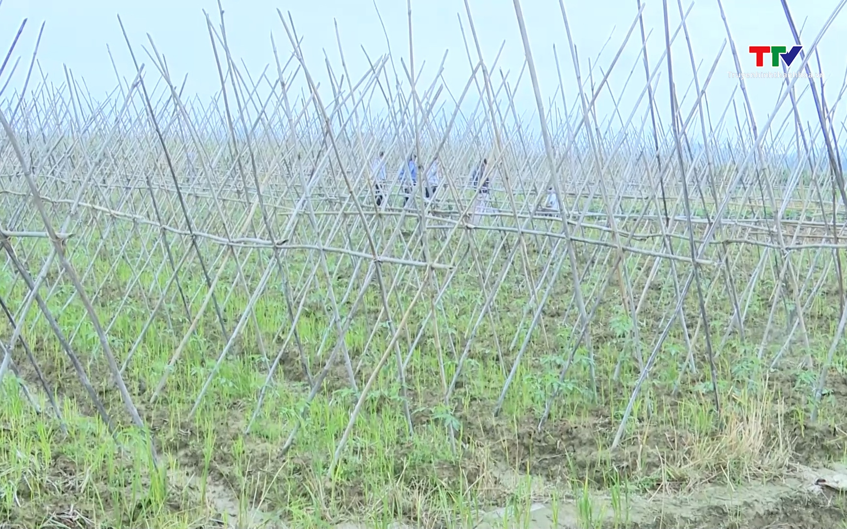 Chủ động bảo vệ cây trồng trước các đợt rét đậm- Ảnh 1. Xã Thọ Lập tập trung mở rộng, chăm sóc cây trồng vụ Đông