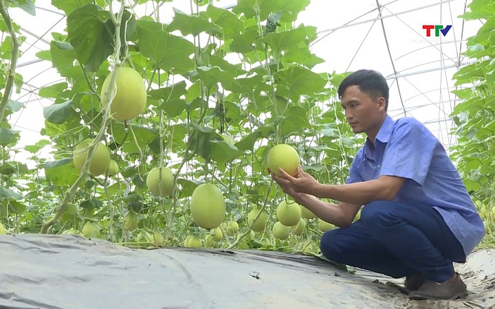 Nâng cao giá trị nông sản nhờ sản xuất theo tiêu chuẩn VietGap, OCOP