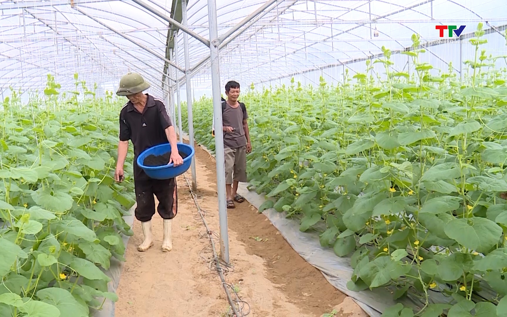 Sản xuất nông nghiệp an toàn gắn với đảm bảo môi trường 