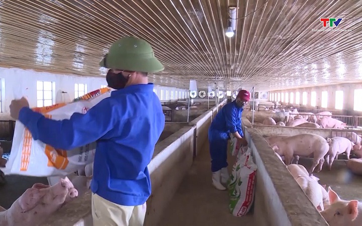 Giá lợn hơi giảm thấp nhất trong vòng 5 năm- Ảnh 1. Giá lợn hơi giảm sâu