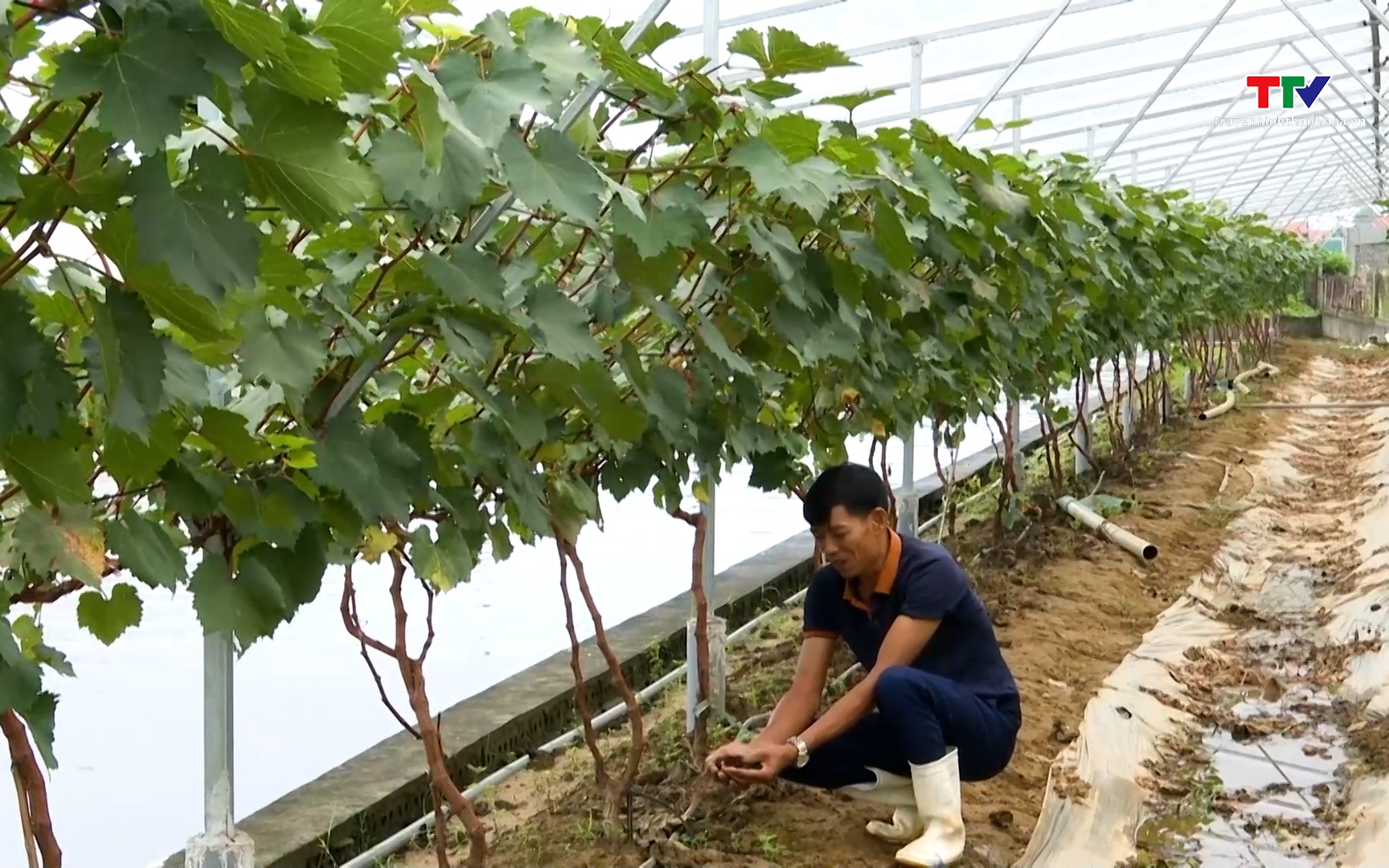 Thu nhập h&agrave;ng tỷ đồng nhờ ứng dụng khoa học, c&ocirc;ng nghệ v&agrave;o sản xuất 