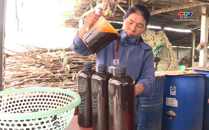 Nghề l&agrave;m mật m&iacute;a truyền thống x&atilde; Thạch B&igrave;nh v&agrave;o vụ Tết