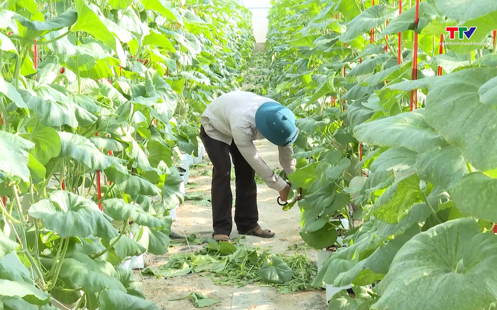 Thanh H&oacute;a c&oacute; 195 Hợp t&aacute;c x&atilde; n&ocirc;ng nghiệp  ứng dụng c&ocirc;ng nghệ cao