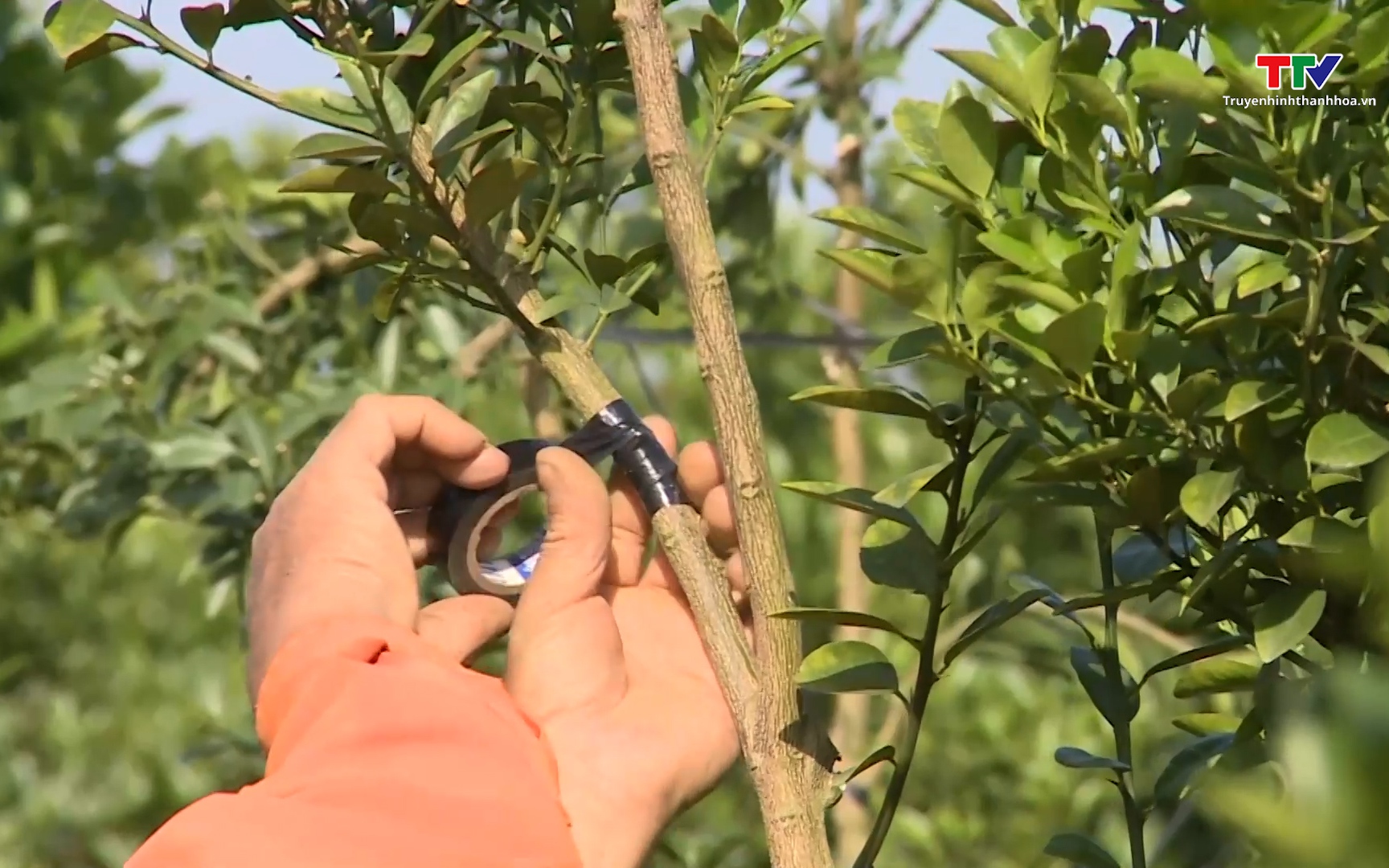 Làng nghề cảnh ở Hợp Tiến chuẩn bị vào vụ Tết- Ảnh 1. Thanh Hóa vào vụ chăm sóc hoa, cây cảnh Tết