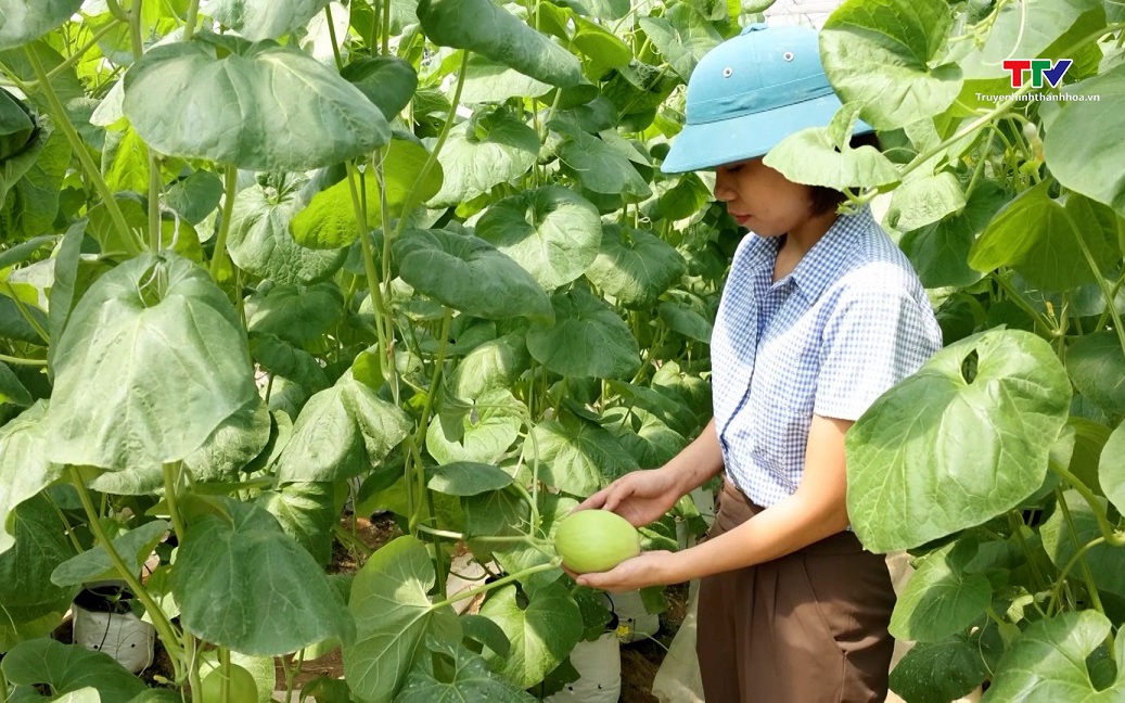 Huyện Hậu Lộc đẩy mạnh ứng dụng khoa học kỹ thuật  trong sản xuất nông nghiệp