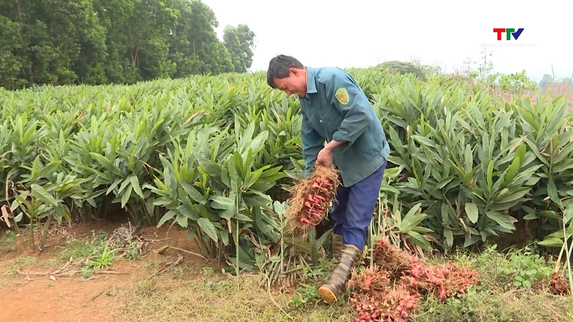 Lãi trên 500 triệu đồng/ha/năm từ trồng cây riềng đỏ- Ảnh 1.