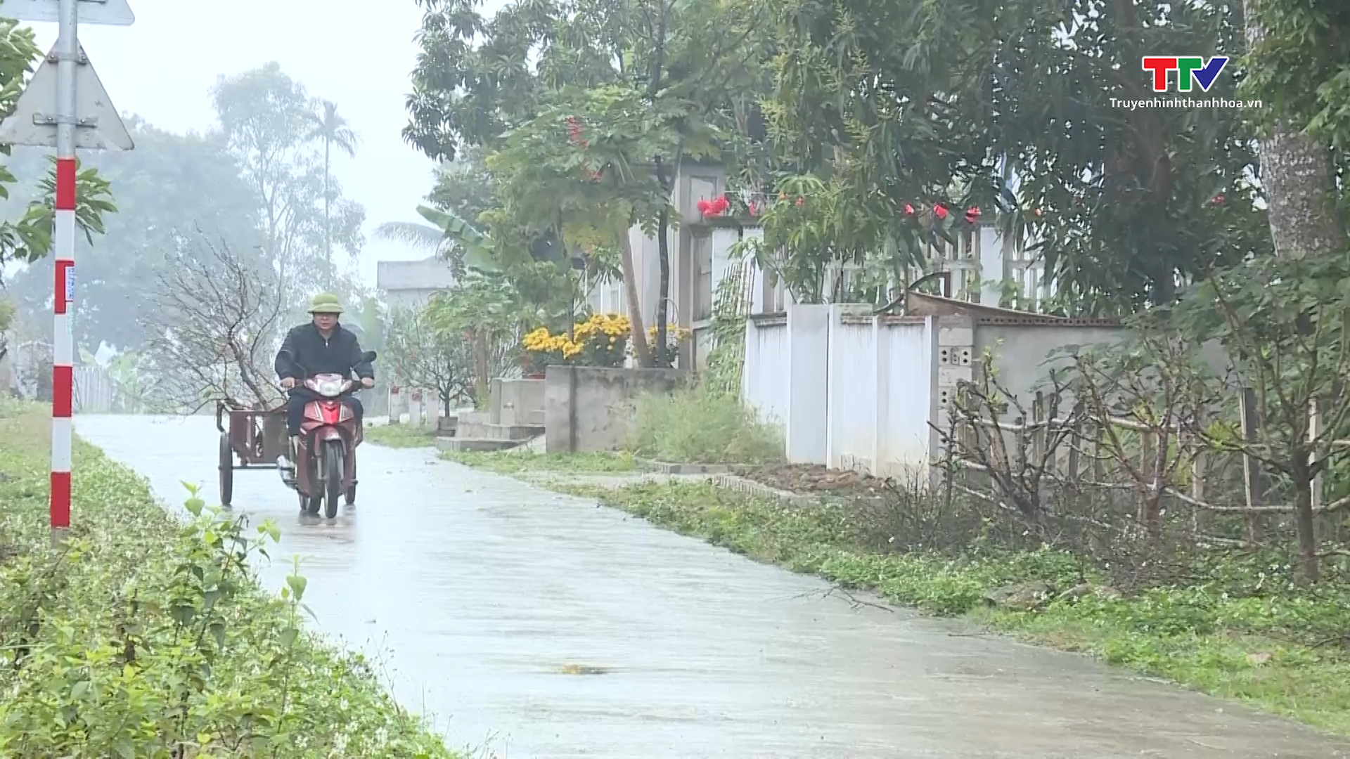 Những tuyến đường trồng đào, quất sau Tết- Ảnh 1.