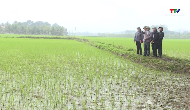 Tập trung chăm sóc, bảo vệ lúa chiêm xuân- Ảnh 1.