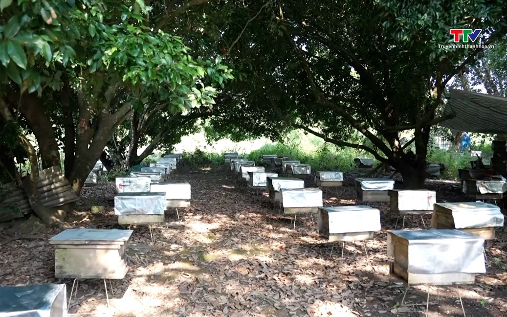 M&ocirc; h&igrave;nh nu&ocirc;i ong mật cho hiệu quả kinh tế  cao