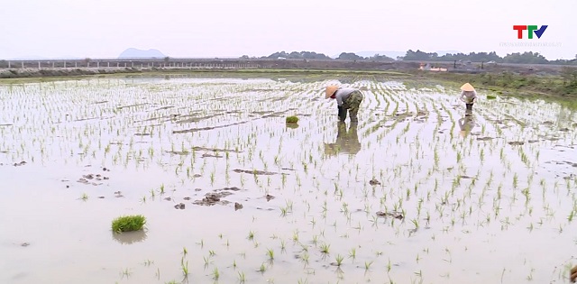 Tập trung sản xuất vụ chiêm xuân 2025- Ảnh 1.