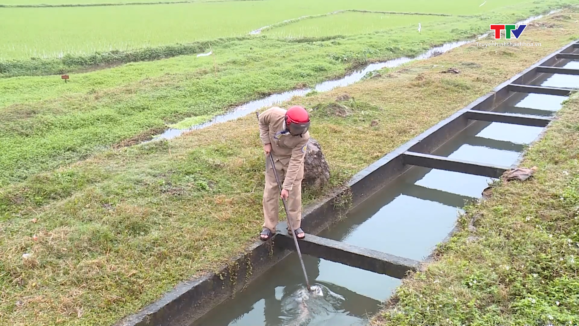 Đảm bảo cấp nước chống rét cho mạ và lúa mới cấy khi nhiệt độ xuống thấp- Ảnh 3.