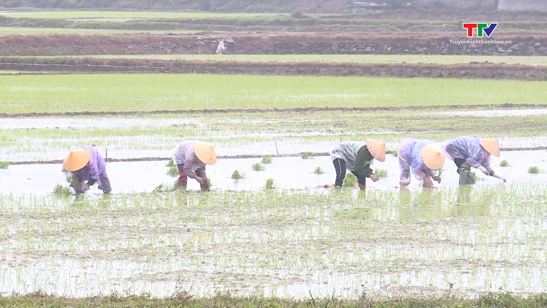 Đảm bảo cấp nước chống rét cho mạ và lúa mới cấy khi nhiệt độ xuống thấp- Ảnh 6.