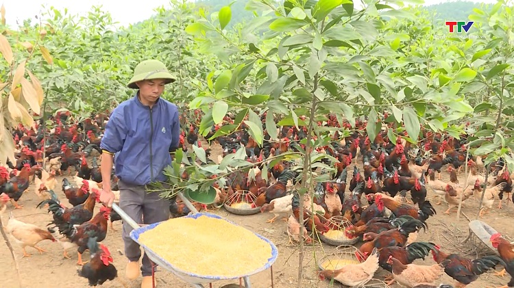 Như Thanh quan tâm phát triển kinh tế trang trại- Ảnh 1.