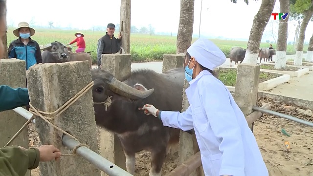 Tiêm phòng vắc-xin cho gia súc, gia cầm theo đúng kế hoạch- Ảnh 1.