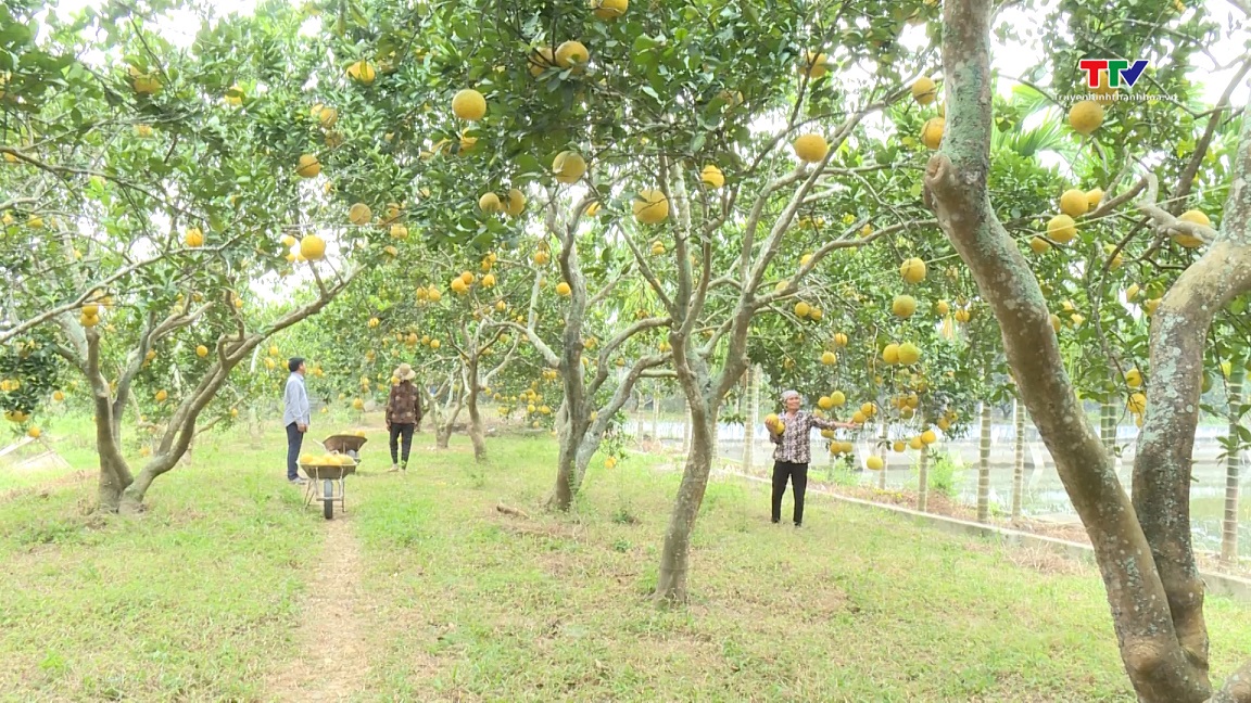 Sản xuất hữu cơ - hướng đi bền vững cho ngành Nông nghiệp- Ảnh 2.