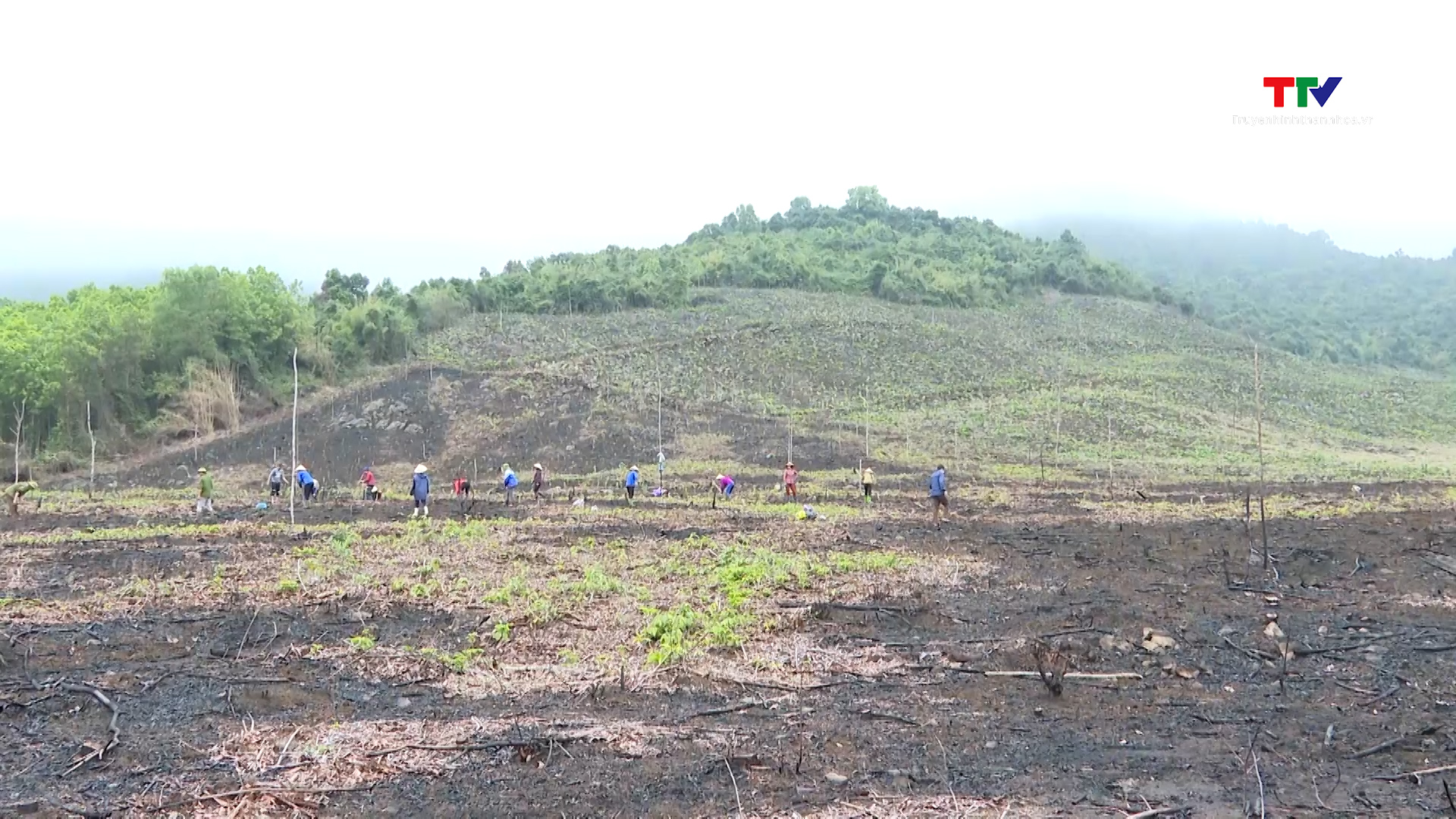 Trồng mới và trồng lại sau khai thác 1.550 ha rừng- Ảnh 1.