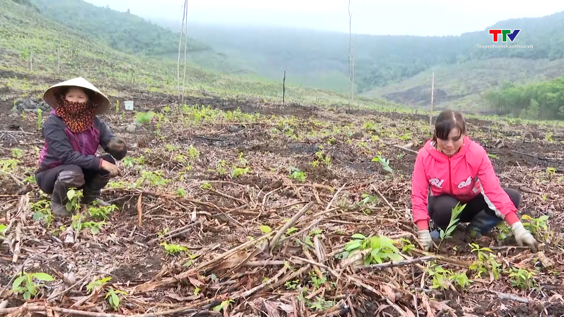 Trồng mới và trồng lại sau khai thác 1.550 ha rừng- Ảnh 2.