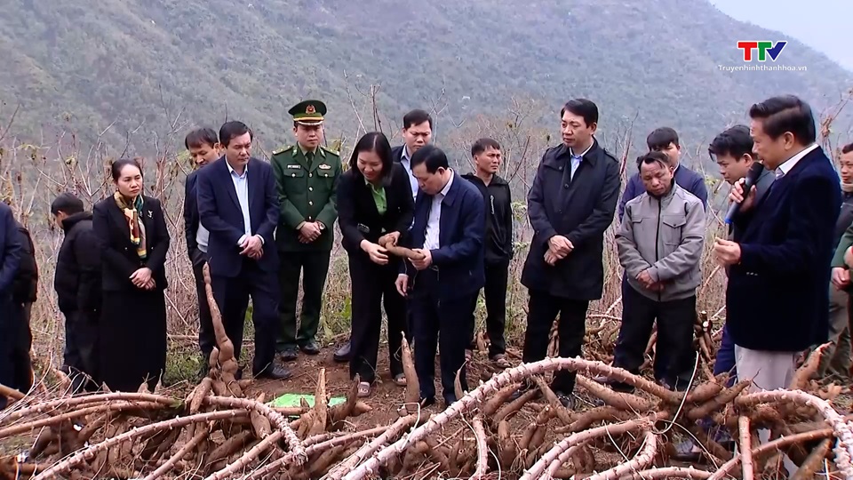 Phát huy vai trò cây chủ lực trong phát triển kinh tế
 tại huyện Mường Lát- Ảnh 1.