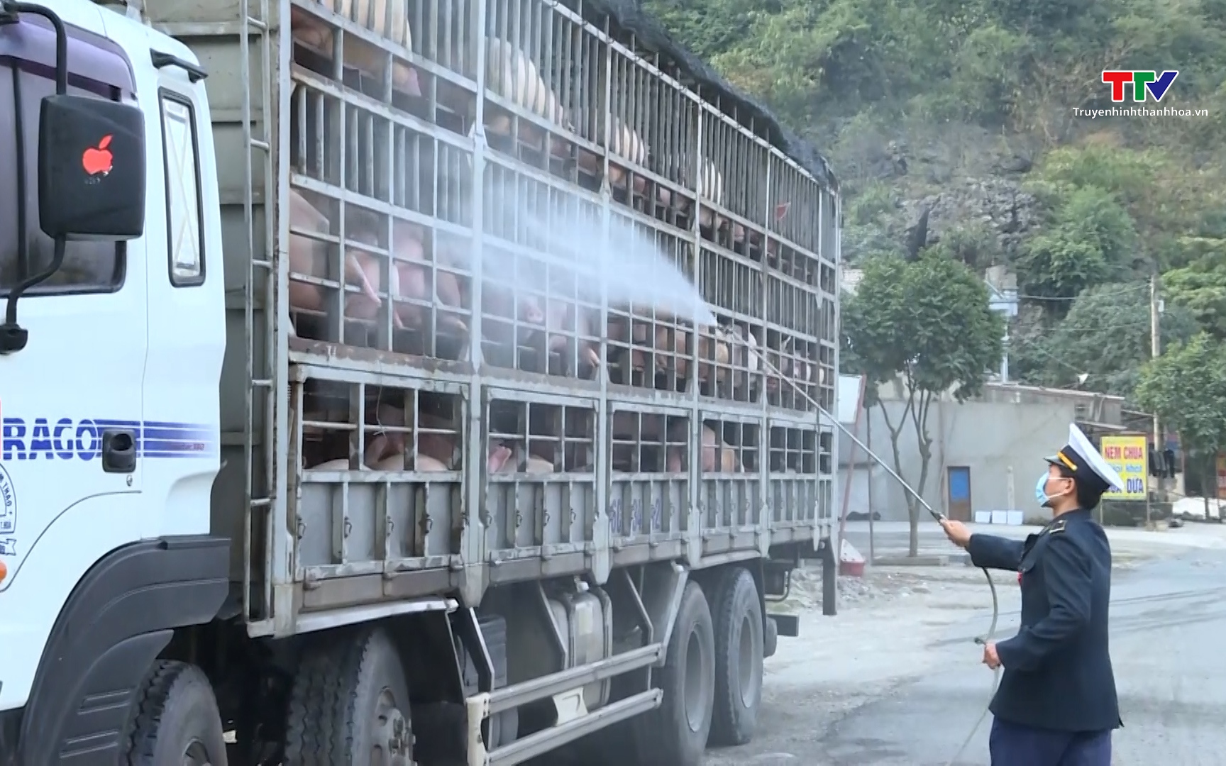 Tăng cường biện ph&aacute;p ph&ograve;ng chống bệnh lở mồm long m&oacute;ng tr&ecirc;n đ&agrave;n gia s&uacute;c