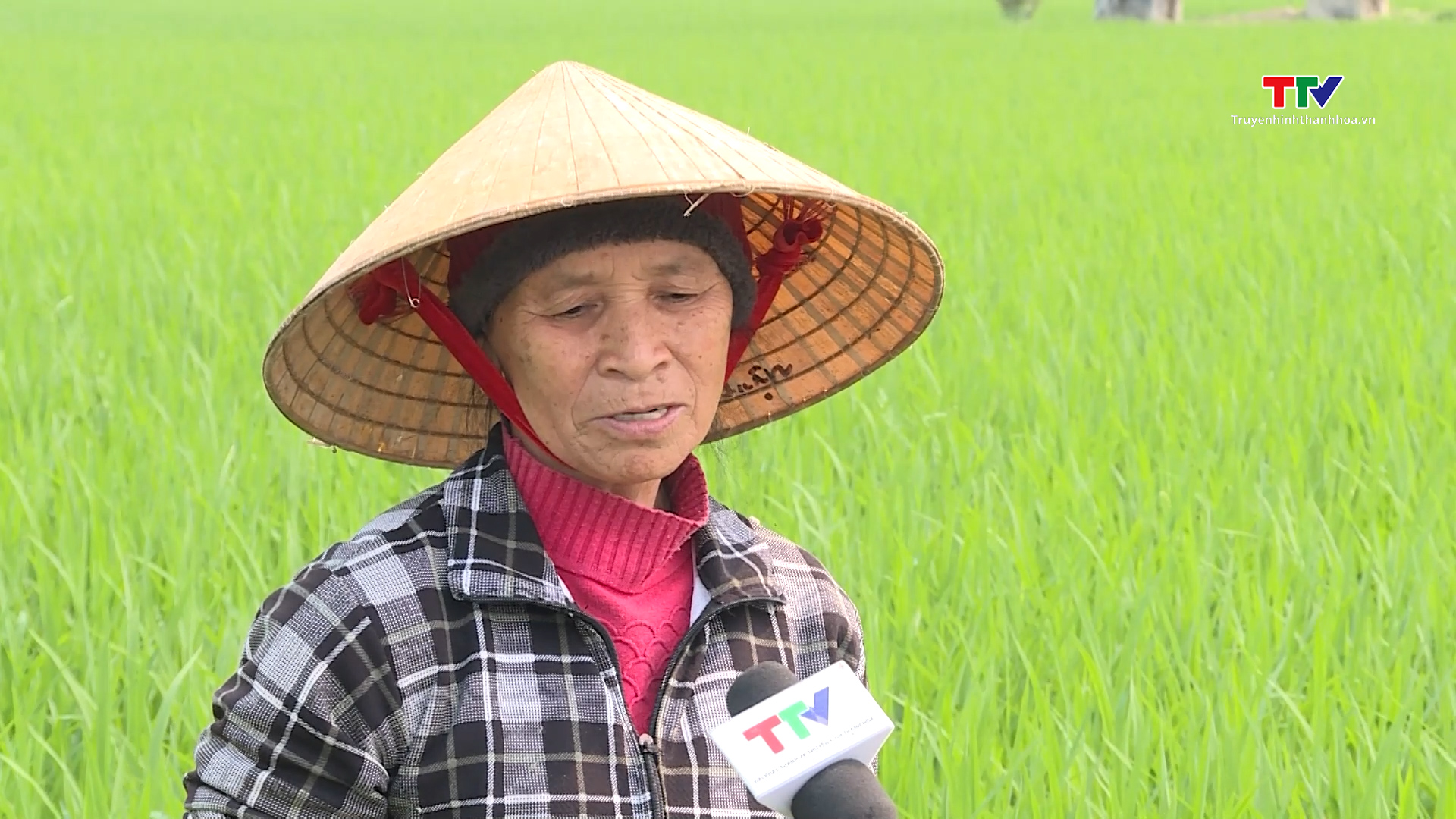 Tập trung phòng trừ chuột hại cho lúa chiêm xuân- Ảnh 2.