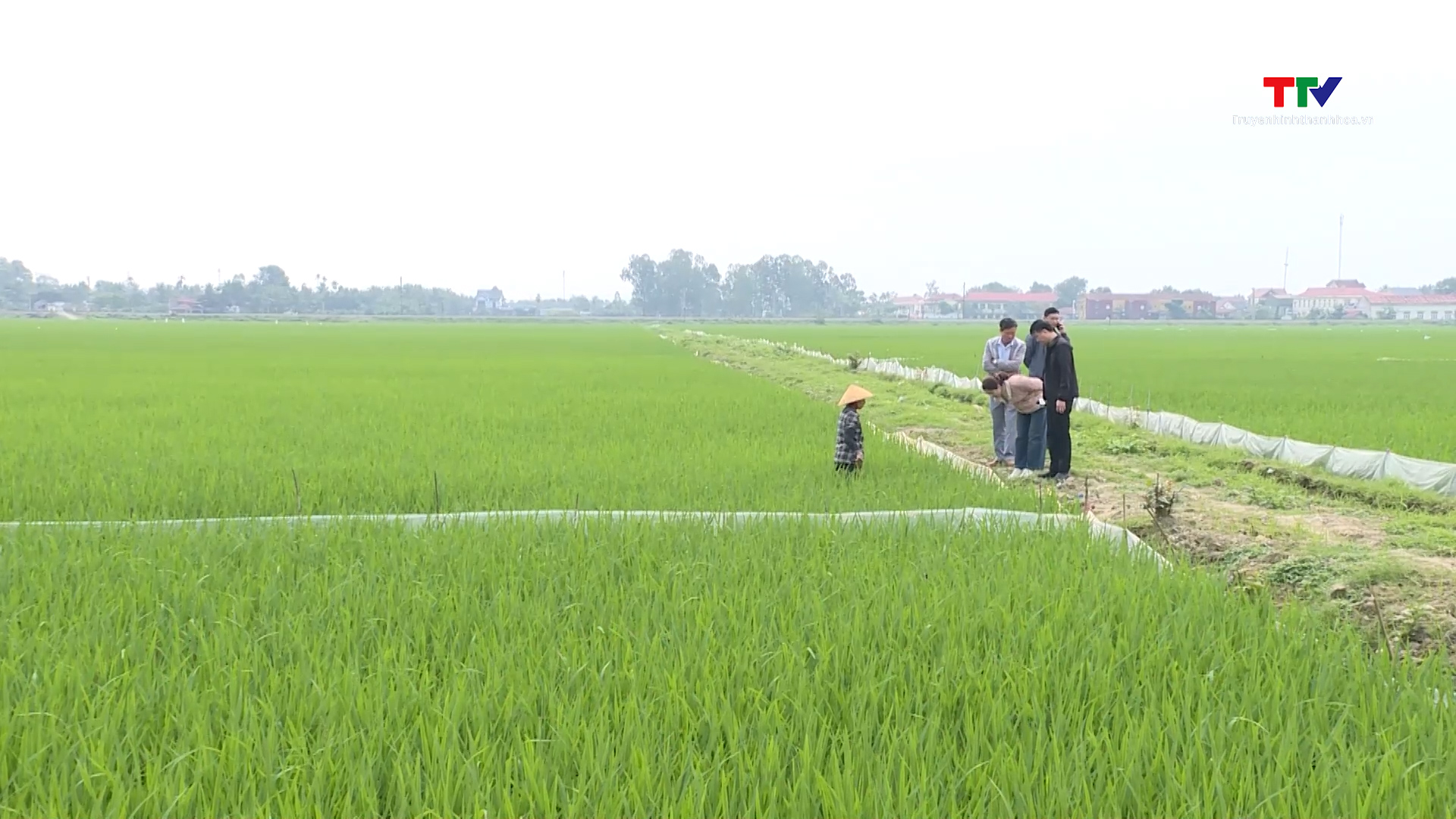 Tập trung phòng trừ chuột hại cho lúa chiêm xuân- Ảnh 1.