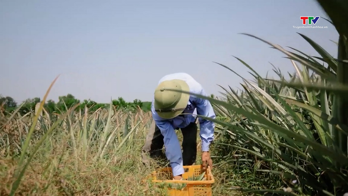 Phát huy hiệu quả từ các dự án phục vụ xây dựng nông thôn, miền núi Thanh Hóa- Ảnh 1.