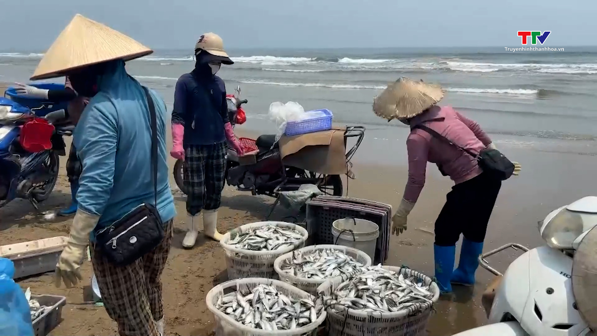 Ngư dân Sầm Sơn bội thu mùa cá trích- Ảnh 3.