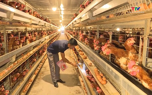 Chăn nuôi gà theo tiêu chuẩn VietGap