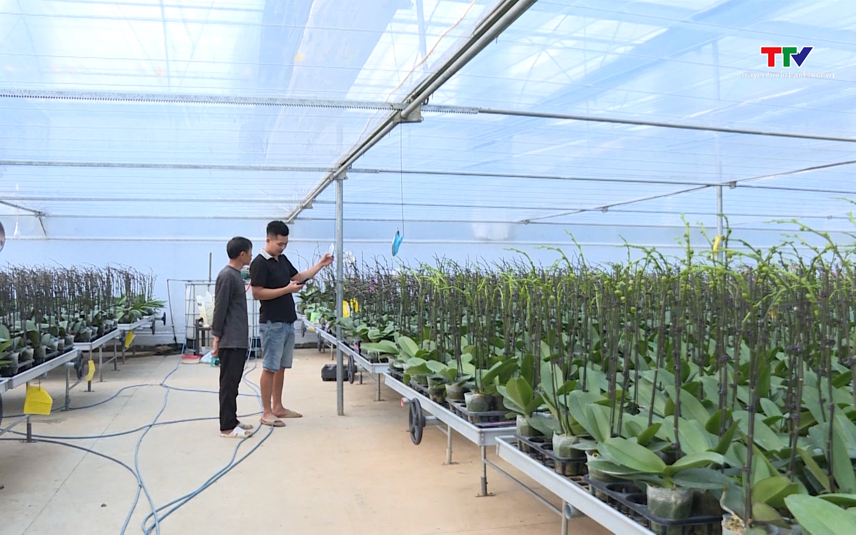 Hiệu quả từ các mô hình Hợp tác xã