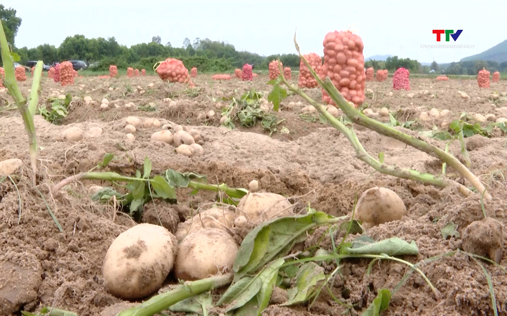 Khoai t&acirc;y vụ đ&ocirc;ng xu&acirc;n đạt gần 200 triệu đồng/ha