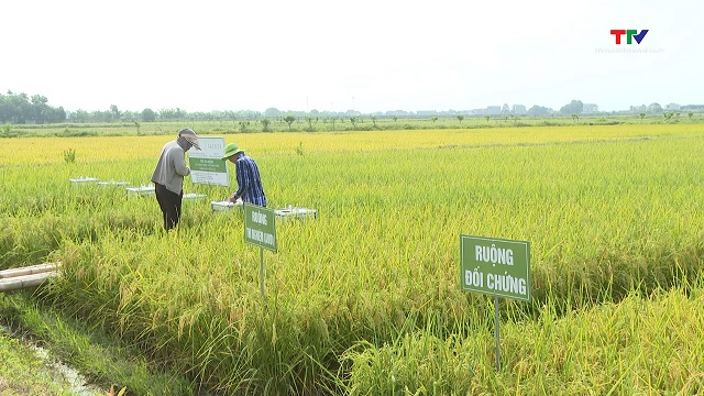 Đánh giá mô hình sản xuất lúa giảm phát thải khí nhà kính tại Thanh Hóa- Ảnh 1. Đánh giá mô hình sản xuất lúa giảm phát thải khí nhà kính tại Thanh Hóa- Ảnh 1.