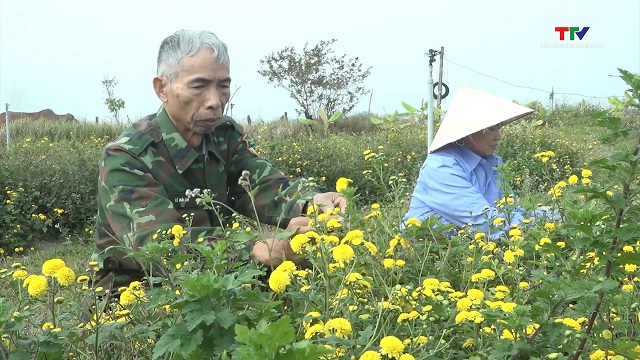 Hiệu quả mô hình hoa cúc chi sấy khô của gia đình ông Lê Khắc Phú, xã Đông Minh- Ảnh 1. Hiệu quả mô hình hoa cúc chi sấy khô của gia đình ông Lê Khắc Phú, xã Đông Minh- Ảnh 1.