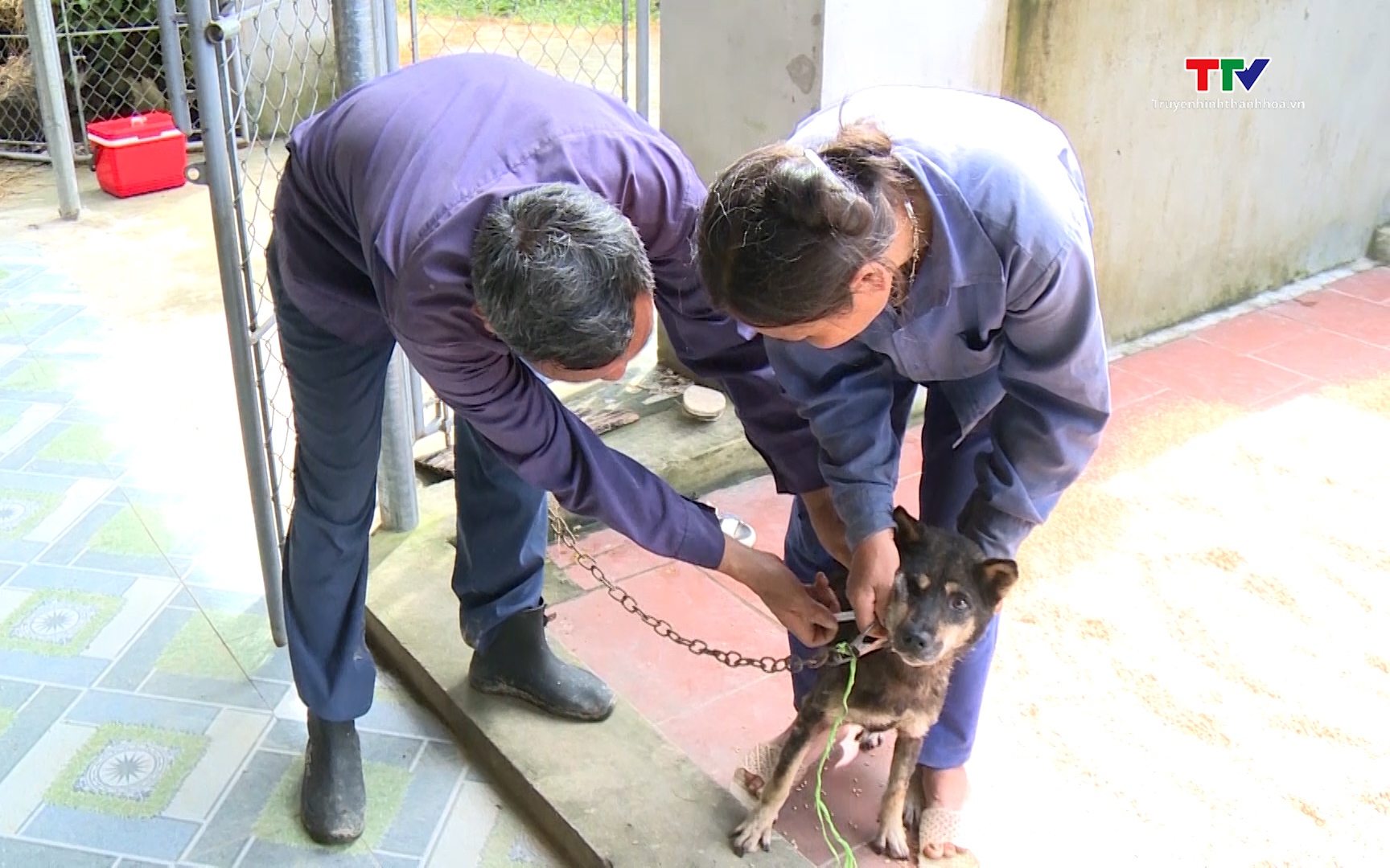 Chủ động ph&ograve;ng ngừa bệnh dại tr&ecirc;n ch&oacute;, m&egrave;o