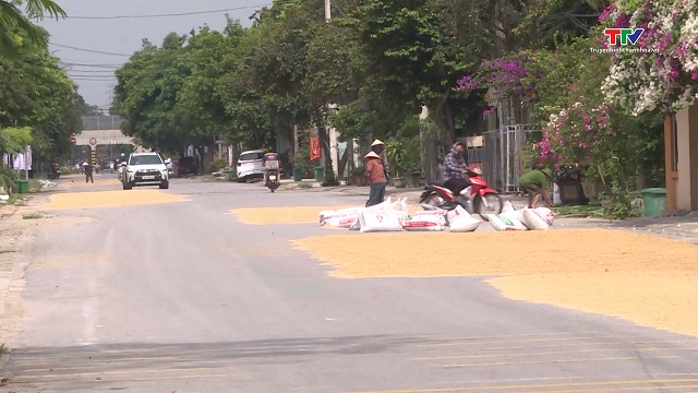 Cần chấn chỉnh tình trạng phơi lúa, rơm rạ trên đường tiềm ẩn nguy cơ mất an toàn giao thông- Ảnh 4. Cần chấn chỉnh tình trạng phơi lúa, rơm rạ trên đường tiềm ẩn nguy cơ mất an toàn giao thông- Ảnh 4.