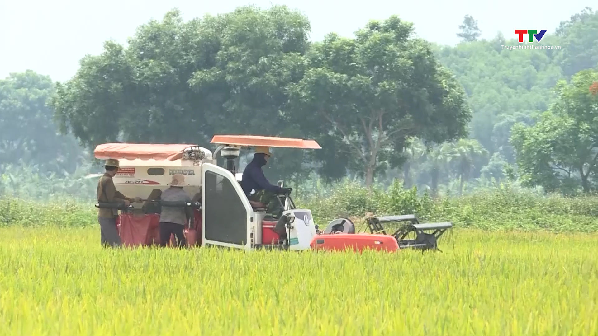 Liên kết sản xuất gắn với tiêu thụ lúa gạo- Ảnh 5. Liên kết sản xuất gắn với tiêu thụ lúa gạo- Ảnh 5.
