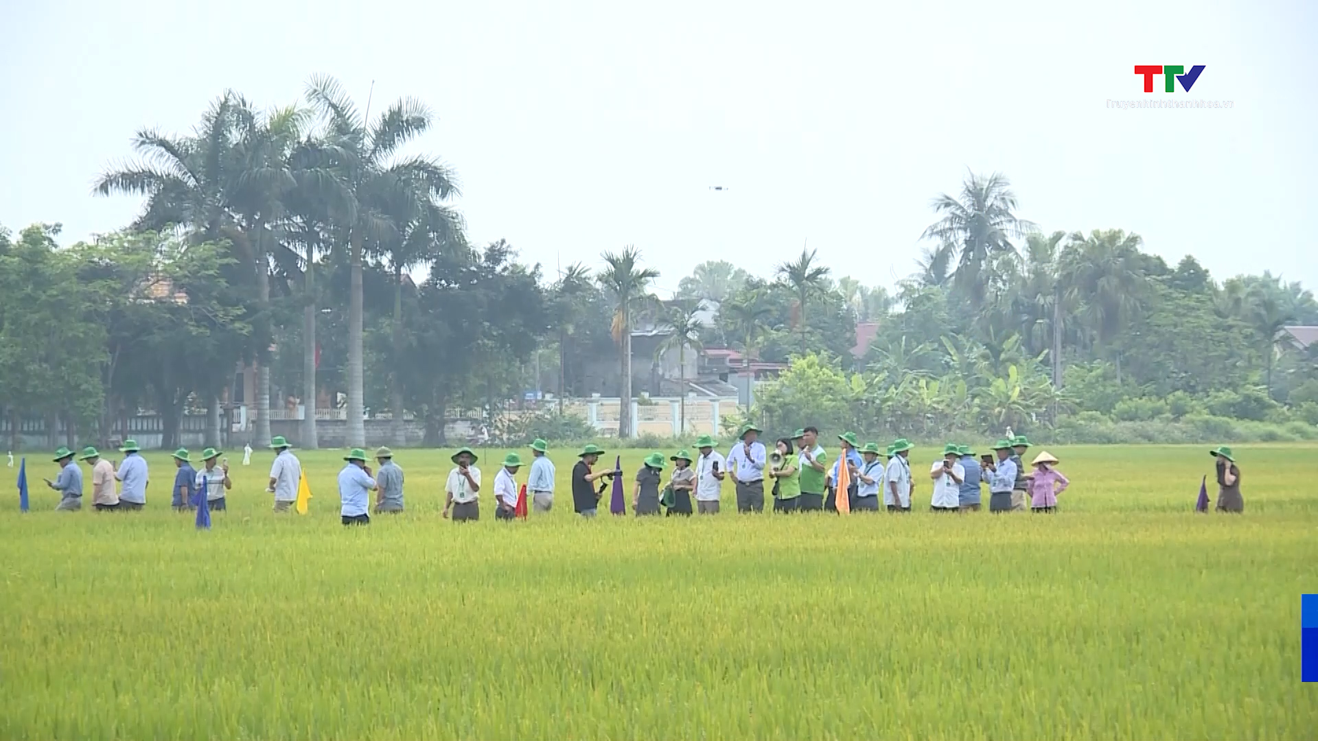 Liên kết sản xuất gắn với tiêu thụ lúa gạo- Ảnh 1. Liên kết sản xuất gắn với tiêu thụ lúa gạo- Ảnh 1.