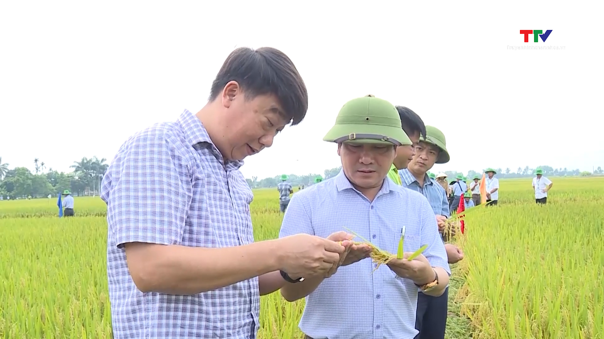 Liên kết sản xuất gắn với tiêu thụ lúa gạo- Ảnh 2. Liên kết sản xuất gắn với tiêu thụ lúa gạo- Ảnh 2.